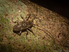Prosoplus bakewellii