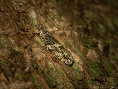 Metrioglypha phyllodes