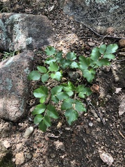 Tauschia arguta