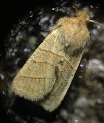 Pyreferra citrombra