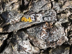 Lecanora pacifica