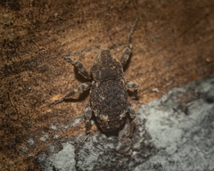 Poropterus bisignatus