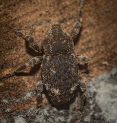 Poropterus bisignatus