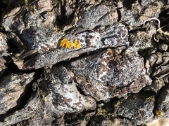 Lecanora pacifica