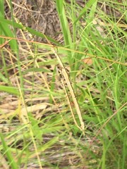 Austrosipyloidea carterus