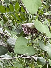 Aristolochia littoralis