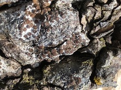 Lecanora pacifica