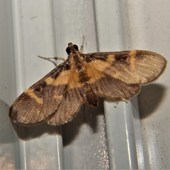 Lypotigris fusalis