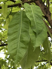 Ficus subpisocarpa
