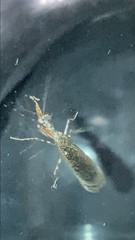 Pseudomiopteryx infuscata