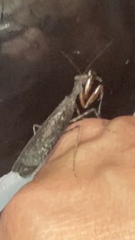 Pseudomiopteryx infuscata