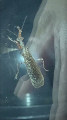 Pseudomiopteryx infuscata