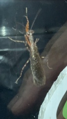 Pseudomiopteryx infuscata