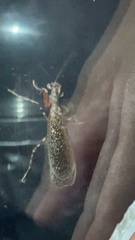 Pseudomiopteryx infuscata