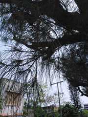 Casuarina