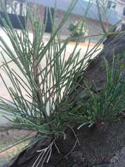 Casuarina