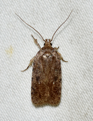 Agonopterix argillacea