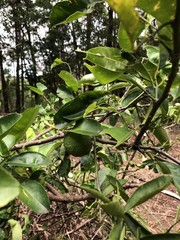 Citrus × taitensis