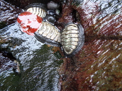 Chiton granosus