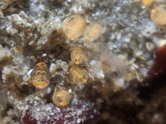 Pycnoclavella stanleyi