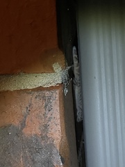 Hemidactylus turcicus