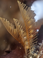 Aglaophenia struthionides