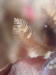 Aglaophenia struthionides