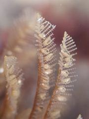 Aglaophenia struthionides