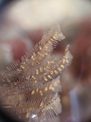 Aglaophenia struthionides