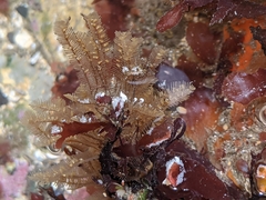 Aglaophenia struthionides