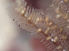 Aglaophenia struthionides