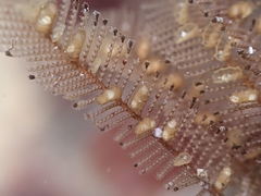 Aglaophenia struthionides