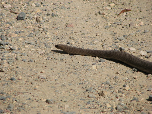 Eastern Brown Snake sighting