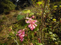 Ribes sanguineum glutinosum
