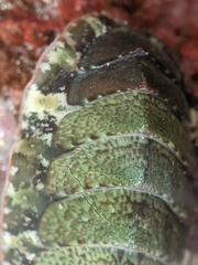 Dendrochiton flectens