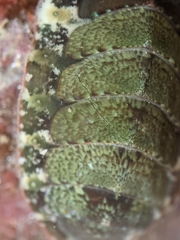 Dendrochiton flectens