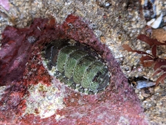 Dendrochiton flectens
