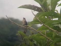 Chaetocercus heliodor