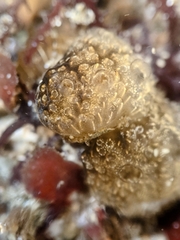 Distaplia occidentalis