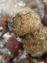 Distaplia occidentalis