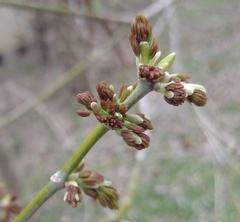 Acer negundo negundo