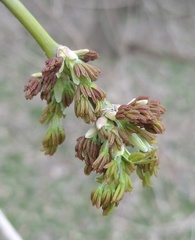 Acer negundo negundo