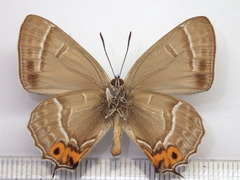 Chrysozephyrus smaragdinus