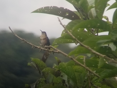 Chaetocercus heliodor