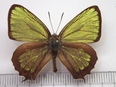 Chrysozephyrus smaragdinus