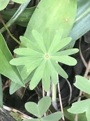 Oxalis decaphylla
