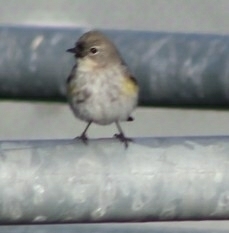 Setophaga coronata