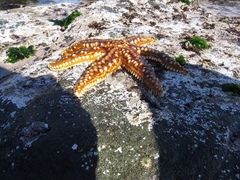 Meyenaster gelatinosus