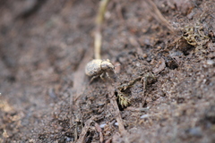 Myosides seriehispidus