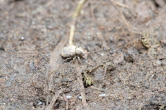 Myosides seriehispidus